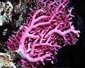 Lace Coral (S. sanguineus) Genus:Stylaster