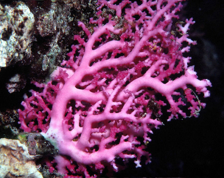 File:Stylaster sanguineus.jpg