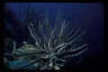 Black & White Crinoid (Nemaster grandis)