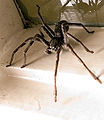 Thumbnail for version as of 04:45, 6 March 2009