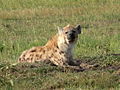 Hyena (Crocuta crocuta) Family: Hyaenidae