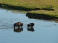 Bison (Bison bison) Subfamily: Bovinae