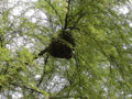 Africanized honey bees swarming in a mesquite overhanging the wildflower gardens in Arizona. It was decided it was a security risk.