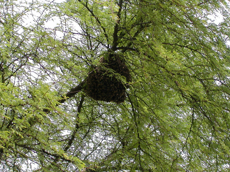 File:Africanized bee hive.jpg