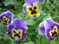 Pansy(V. tricolor) - Pansies growing at the wildlife park, they look like angry.