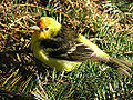 Thumbnail for version as of 03:30, 26 February 2010