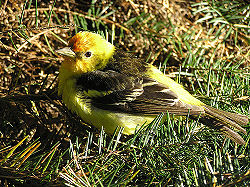 Goldfinch5.jpg