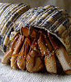 Thumbnail for version as of 23:35, 20 October 2008
