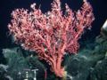 Sea fan (Paragorgia sp.) Family: Paragorgiidae