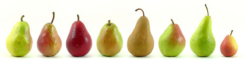 File:Pears.jpg