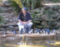 Little Blue Penguins and Their Handler (Eudyptula minor)