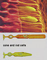 Retinal photoreceptor