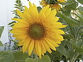 Common Sunflower Helianthus annuus