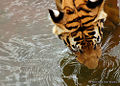 Indochinese Tiger. Lok Kawi Wild Life. Sabah, Malaysia