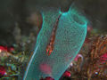 Transclucent tunicate (Ciona intestinalis)