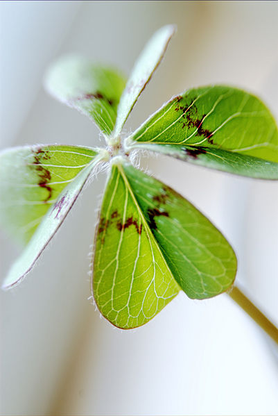 File:423160935 781868bf39 b.jpg