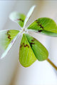 Iron Cross (Oxalis deppei) Family: Oxalidaceae