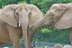 African elephant 1.jpg