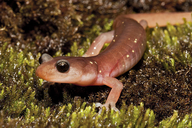 File:Arboreal Salamander.jpg