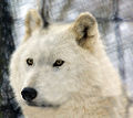 Arctic Wolf (Canis lupus arctos)