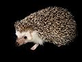 Four-toed Hedgehog (Atelerix albiventris) Genus:Atelerix