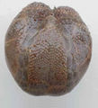 Heart urchin (Brisaster latifrons) Order: Spatangoida