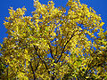 An American Elm in the fall, its leaves are yellow.