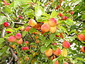 Thumbnail for version as of 05:15, 23 May 2012