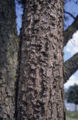 Virginia Pine tree bark