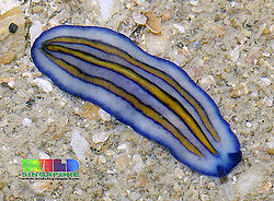 Polycladida.jpg
