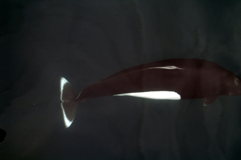 File:Porpoise.jpg