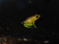Black-legged Dart Frog Phyllobates bicolor Genus: Phyllobates