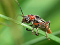 Sailor Beetle (C. rustica) Genus: Cantharis