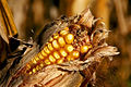 Maize (Zea mays L.)