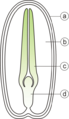 Dicot seed: a - seedcoat, b - endosperm, c - cotyledons, d - embryo
