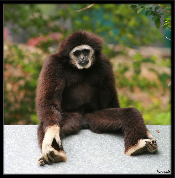 File:Female gibbon.jpg