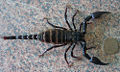 Asian Forest Scorpion (Heterometrus longimanus) Order: Scorpiones
