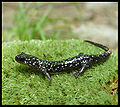 Northern Slimy Salamander (Plethodon qlutinosus) Order: Urodela