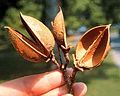 Seed (Paulownia Tomentosa)