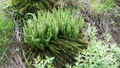 Shasta fern (Polystichum lemmonii)
