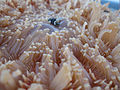 Thumbnail for version as of 05:19, 10 December 2010