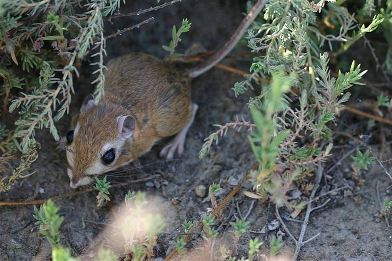 File:Tipton kangaroo rat.jpg