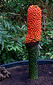 Titan Arum (Amorphophallus titanum)