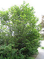 Vine Maple (Acer circinatum)