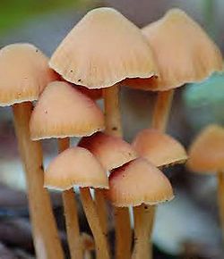 And another mushroom.JPG