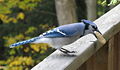 Thumbnail for version as of 03:07, 1 December 2008