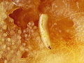 Thumbnail for version as of 23:45, 14 October 2012