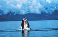 Humpback06.jpg