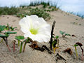 Beach Morning Glory (Ipomoea Imperati)