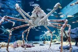 Main japanese spider crab.jpg